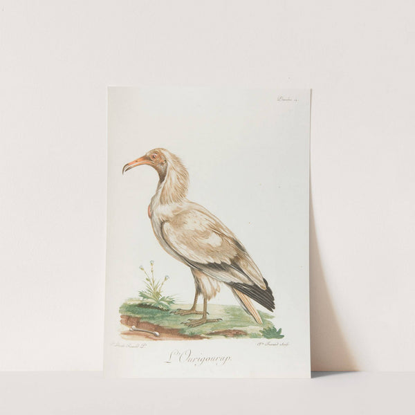 L’Ourigourap (18th century) by François Levaillant