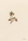 Umbrella Tree (Magnolia tripetala) (1932)
