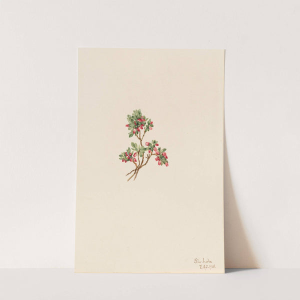 Low Whortleberry (Vaccinium caespitosum) (1918) by Mary Vaux Walcott