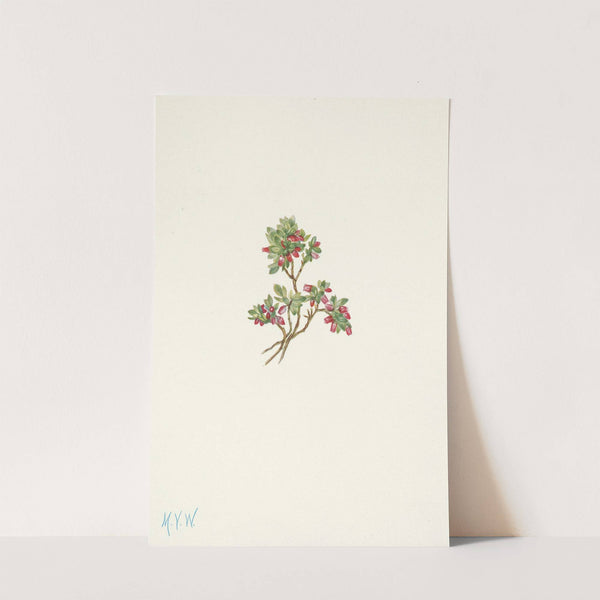 Low Whortleberry. Vaccinium caespitosum (1925) by Mary Vaux Walcott