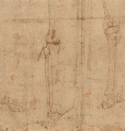 Lower Half of Skeleton from the Back (early 1540s)