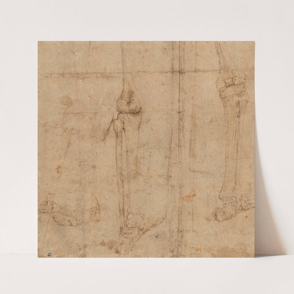 Lower Half of Skeleton from the Back (early 1540s) by Battista Franco