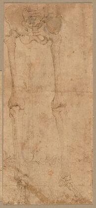 Lower Half of Skeleton from the Front (early 1540s)