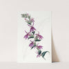 Low's Purple Lobelia by Sydenham Edwards