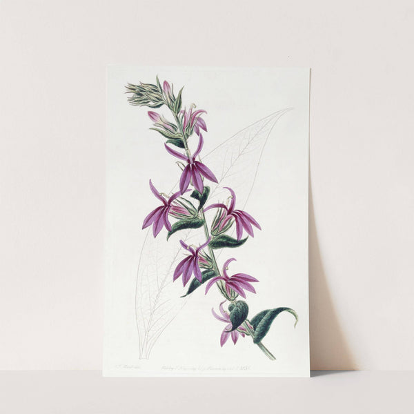 Low's Purple Lobelia by Sydenham Edwards