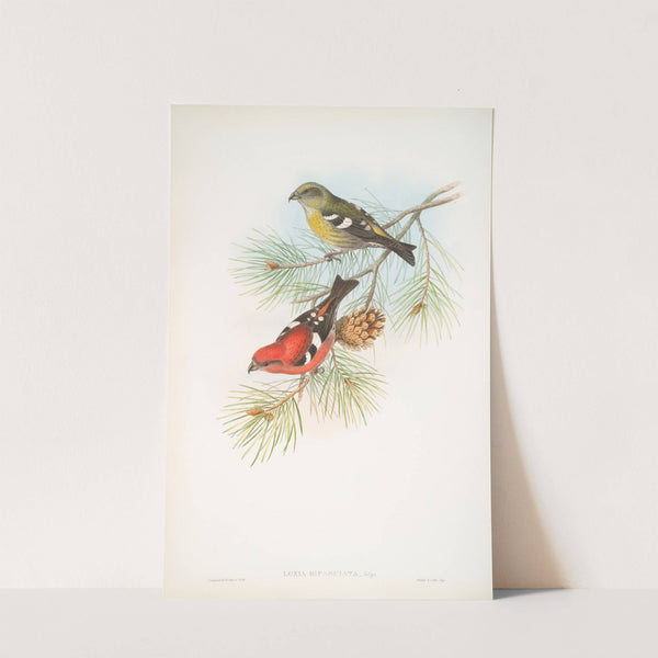 Loxia bifasciata. White-winged Crossbill. (1862-1873) by John Gould