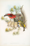 Loxia curvirostra. Common Crossbill. (1862-1873)