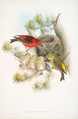 Loxia curvirostra. Common Crossbill. (1862-1873)