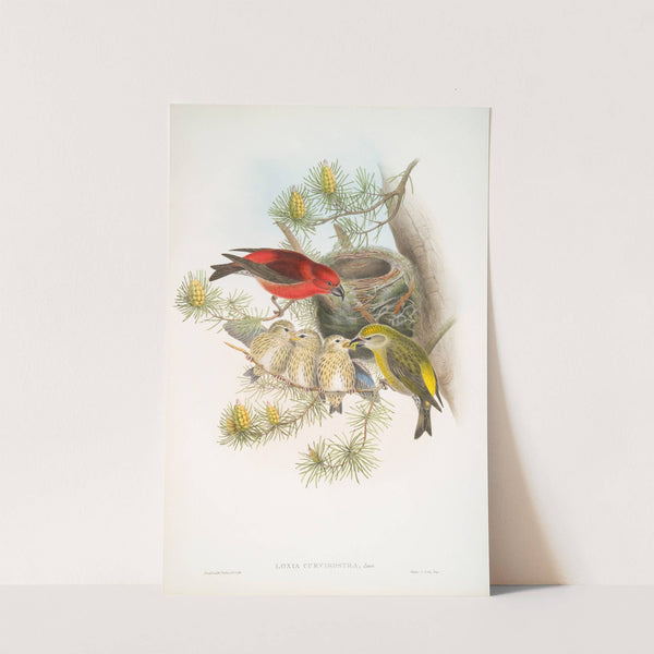 Loxia curvirostra. Common Crossbill. (1862-1873) by John Gould