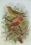 Loxia curvirostra