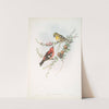 Loxia leucoptera. American White-winged Crossbill. (1862-1873) by John Gould