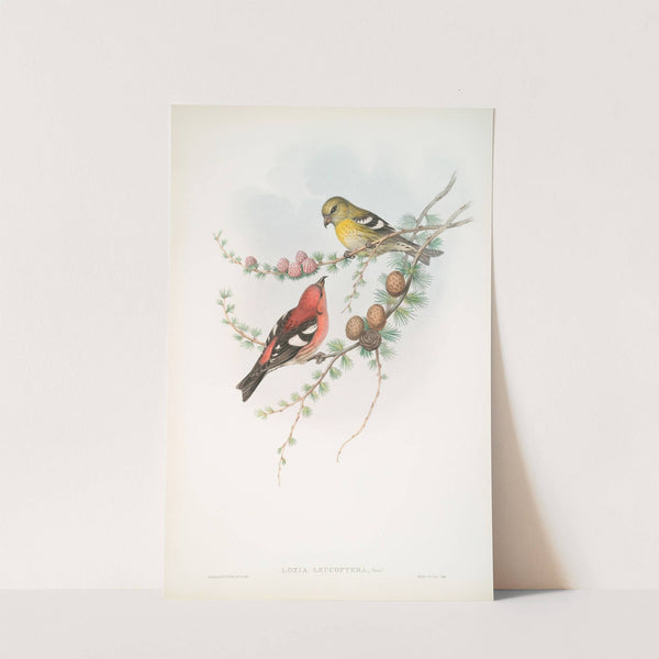 Loxia leucoptera. American White-winged Crossbill. (1862-1873) by John Gould
