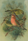 Loxia pityopsittacus Bechst