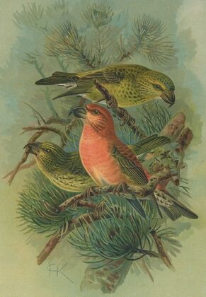 Loxia pityopsittacus Bechst