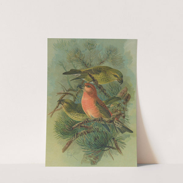 Loxia pityopsittacus Bechst by Johann Friedrich Naumann