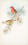 Loxia pityopsittacus. Parrot Crossbill. (1862-1873)
