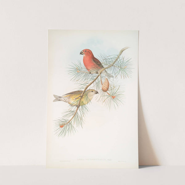 Loxia pityopsittacus. Parrot Crossbill. (1862-1873) by John Gould