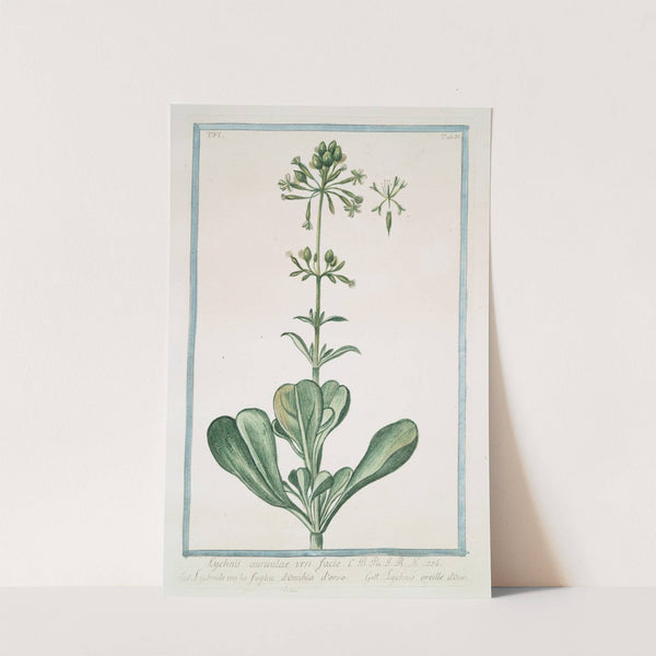 Luchnis auriculae ursi facie - Lychnide cib ka figkua d'Orchia d'orso - Lychnis oreille d'Ours by Giorgio Bonelli