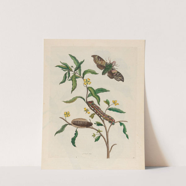 Ludwigia octovalvis (1719) by Maria Sibylla Merian