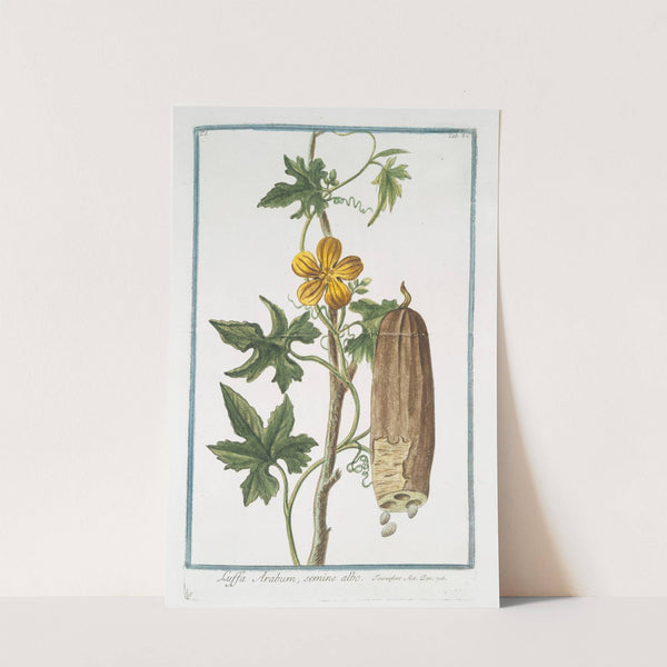 Luffa Arabum, semine albo. (Sponge gourd) by Giorgio Bonelli