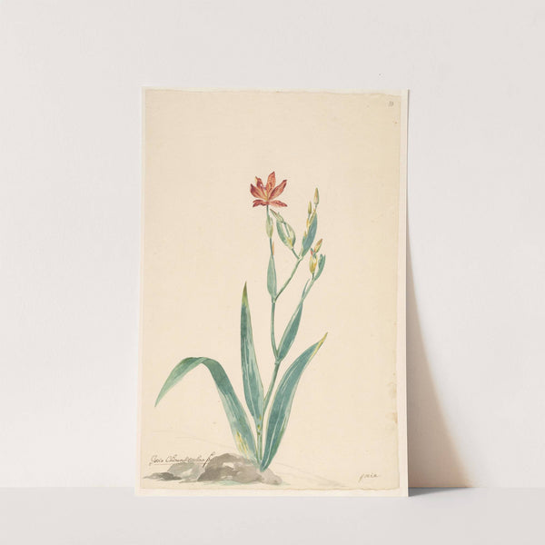 Luipaardbloem in een landschap by Willem van Leen