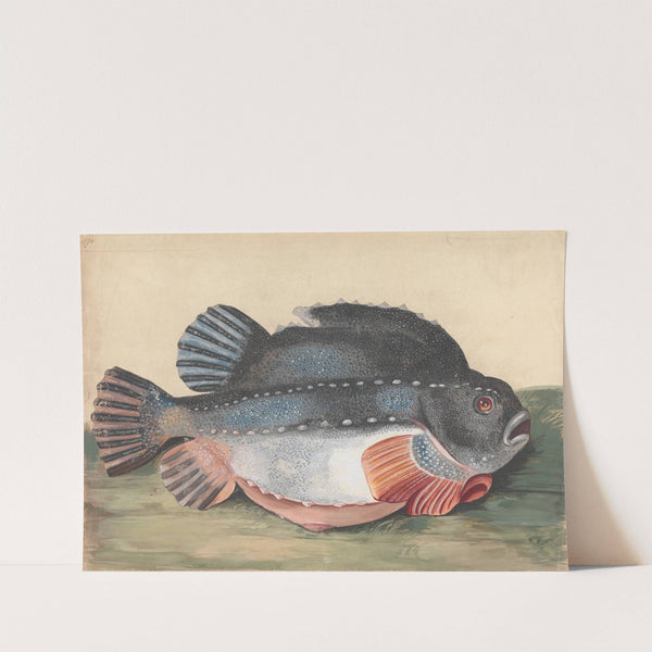 Lumpsucker (Male) by Peter Paillou the younger