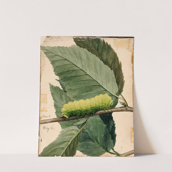 Lunar Caterpillar, study for book Concealing Coloration in the Animal Kingdom by Abbott Handerson Thayer