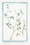 Lunaria magorum, sive Lunaria annua floliis cardamnae, floribus rubentibus &c – Lunaria de maghi (Annual honesty, Silver dollar)