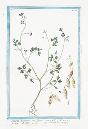 Lunaria magorum, sive Lunaria annua floliis cardamnae, floribus rubentibus &c – Lunaria de maghi (Annual honesty, Silver dollar)
