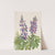 Lupine (Lupinus fornosus) (1935) by Mary Vaux Walcott
