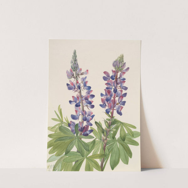Lupine (Lupinus fornosus) (1935) by Mary Vaux Walcott
