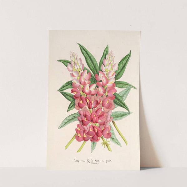 Lupinus insignis (hybridus) by Charles Antoine Lemaire
