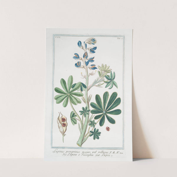 Lupinus pergrinus major, vel villosus - Lupino é Fusaglia - Lupin by Giorgio Bonelli