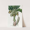 Lurid Catasetum by Sydenham Edwards