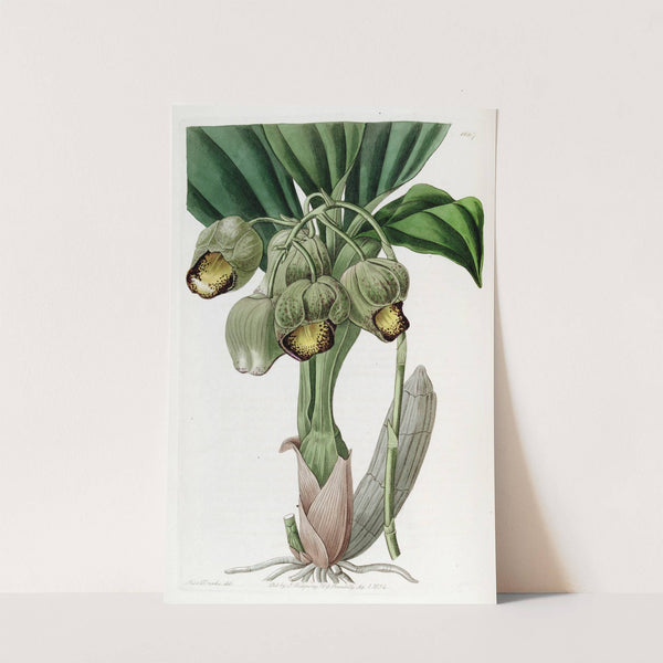 Lurid Catasetum by Sydenham Edwards