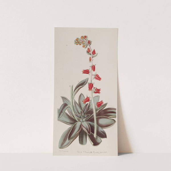 Lurid Echeveria by Sydenham Edwards