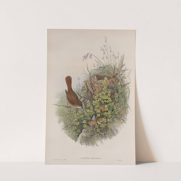 Luscinia philomela. Nightingale. (1862-1873) by John Gould
