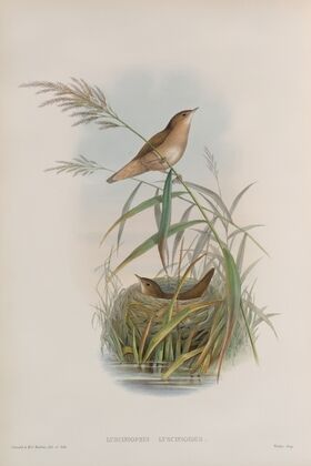 Lusciniopsis luscinioides. Savi’s Warbler. (1862-1873)