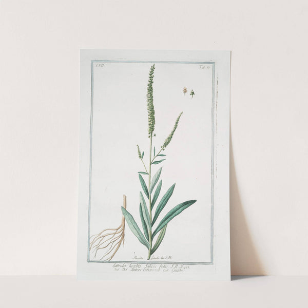 Luteola, herba , salicis folio - Da Tintori Erbarossa - Gaude. (weld; dyer's rocket) by Giorgio Bonelli