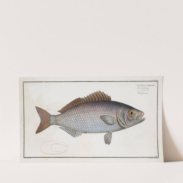 Lutianus chrysops, The Gold-eye. (1785-1797) by Marcus Elieser Bloch