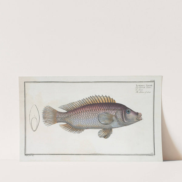 Lutianus Linckii, The Lutian of Link. (1785-1797) by Marcus Elieser Bloch