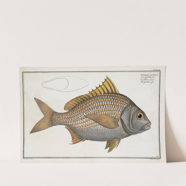 Lutianus luteus, The Yellow-fin. by Marcus Elieser Bloch