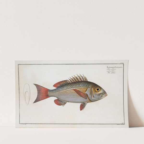 Lutianus Lutianus, The Lutian. (1785-1797) by Marcus Elieser Bloch