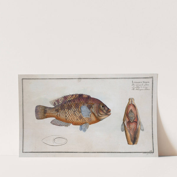 Lutianus Norve, The Norvegian Lutian. (1785-1797) by Marcus Elieser Bloch