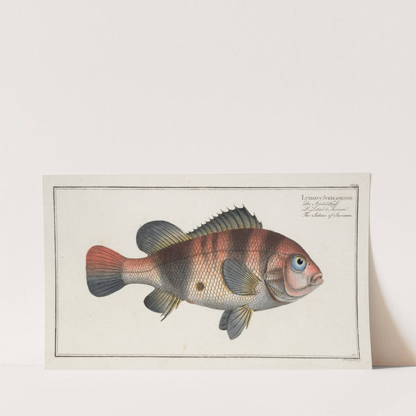 Lutianus Surinamensis, The Lutian of Surinam. (1785-1797) by Marcus Elieser Bloch