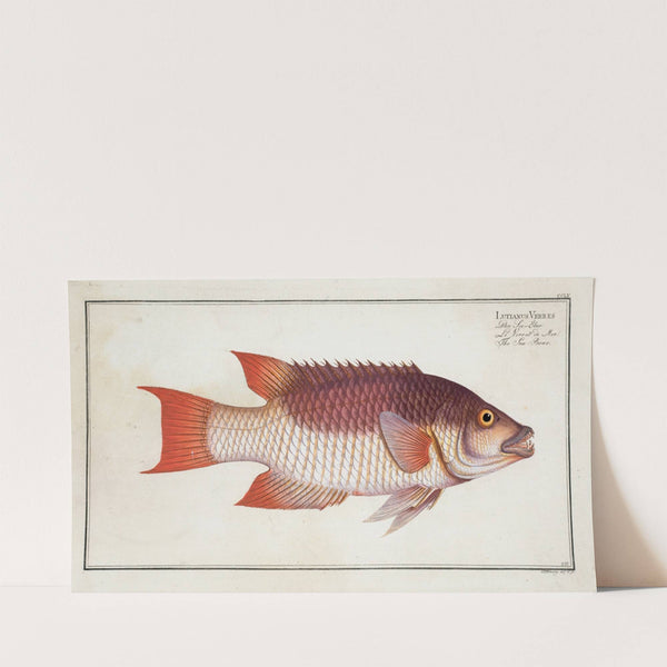 Lutianus Vrres, The Sea Boar. (1785-1797) by Marcus Elieser Bloch