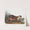 Lutra Canadensis, Canada Otter. Male. (1845-1848) by John Woodhouse Audubon