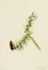 Self-Heal (Prunella vulgaris) (1918)