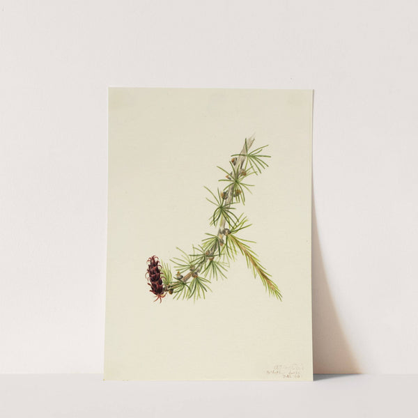 Lyall Larch (Larix lyallii) (1913) by Mary Vaux Walcott