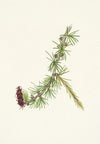 Lyall Larch. Larix lyallii (1925)